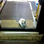 We love this story: "This is Nahbee. That means Butterfly in Korean, but around our parts she's known as Slutty Bodega Cat. She has had three litters until someone intervened and got her fixed. But she's still always on the prowl. Slutty Bodega Cat can be found at a lovely bodega in Carroll Gardens."